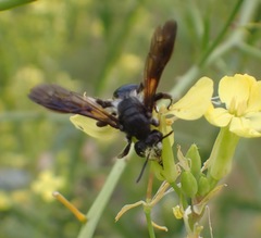 Andrena agilissima