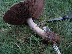 Agaricus andrewii