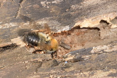 Megachile nigriventris