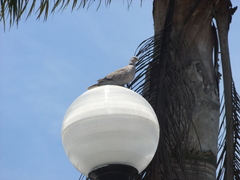 Streptopelia decaocto