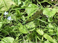 Calopteryx splendens
