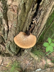 Cerioporus squamosus