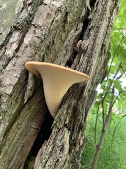 Cerioporus squamosus