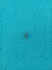 Menemerus bivittatus