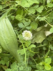 Trifolium repens