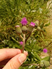 Cirsium monspessulanum