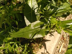 Cirsium monspessulanum