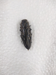 Chalcophora mexicana