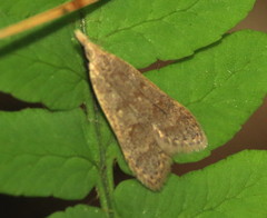 Dichomeris punctidiscellus