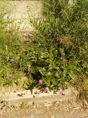 Cirsium monspessulanum