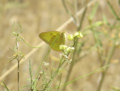 Colias harfordii