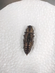 Chalcophora mexicana