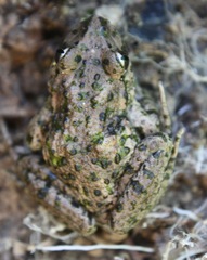 Pelodytes atlanticus