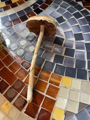 Agrocybe sphaleromorpha