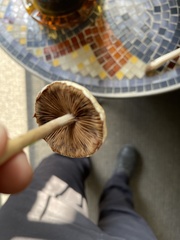 Agrocybe sphaleromorpha
