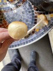 Agrocybe sphaleromorpha