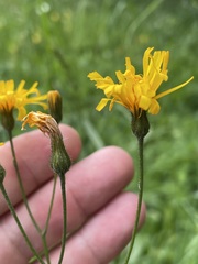 Crepis paludosa
