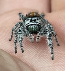 Phidippus kastoni