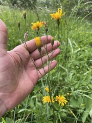 Crepis paludosa