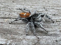 Phidippus kastoni