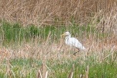 Ardea alba
