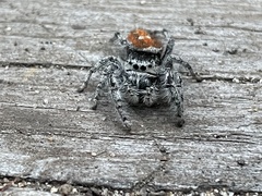 Phidippus kastoni