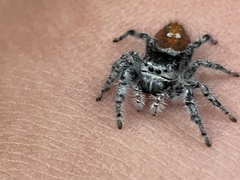 Phidippus kastoni
