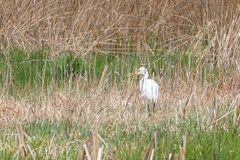 Ardea alba