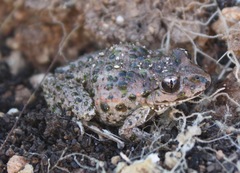 Pelodytes atlanticus