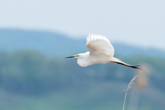 Ardea alba modesta