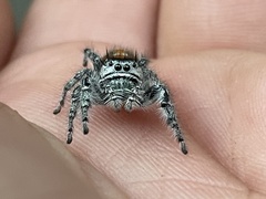 Phidippus kastoni