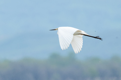 Ardea alba modesta
