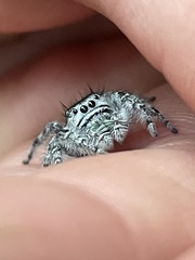Phidippus kastoni