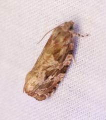 Phaecasiophora confixana