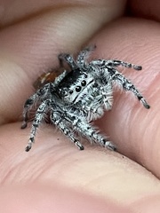 Phidippus kastoni
