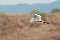 Ardea alba modesta