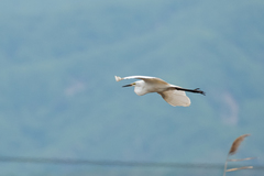Ardea alba modesta