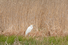 Ardea alba modesta