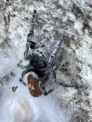 Phidippus kastoni