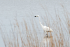 Ardea alba modesta
