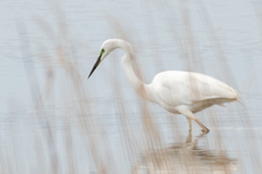 Ardea alba modesta