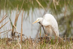 Ardea alba modesta