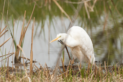 Ardea alba modesta