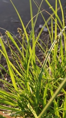 Carex vulpina