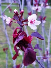 Prunus cerasifera pissardii