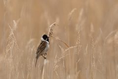 Emberiza schoeniclus