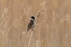Emberiza schoeniclus
