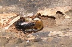 Megachile nigriventris