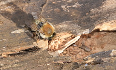 Megachile nigriventris