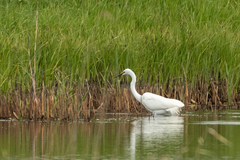 Ardea alba modesta